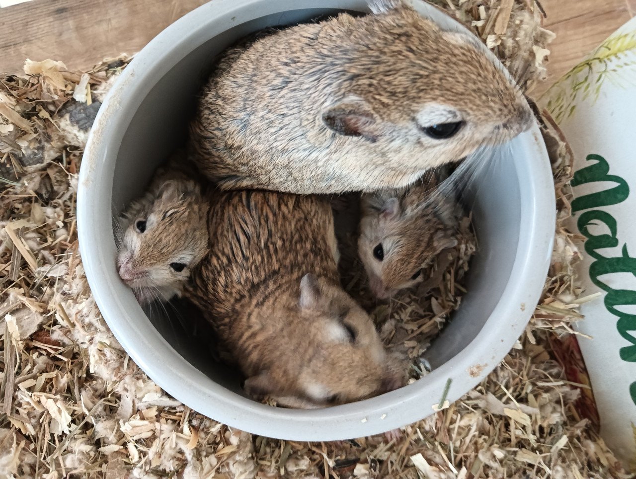 Gerbil