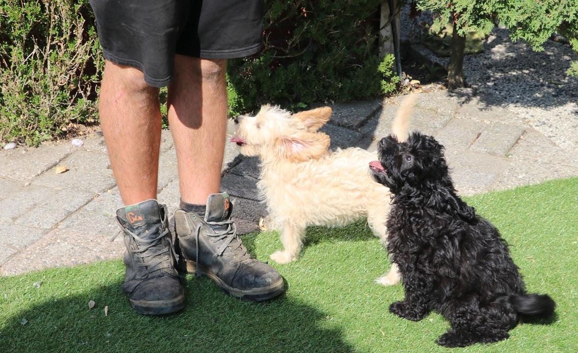 Super lieve vrolijke doodle dwerg/medium pups beschikbaar
