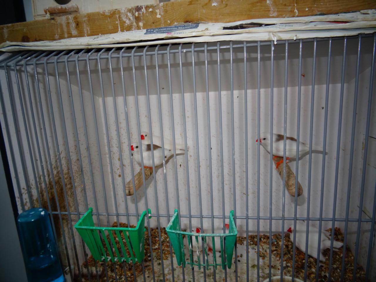 Te koop nog enkele mooie grotere witte zebravinkjes broedrijp