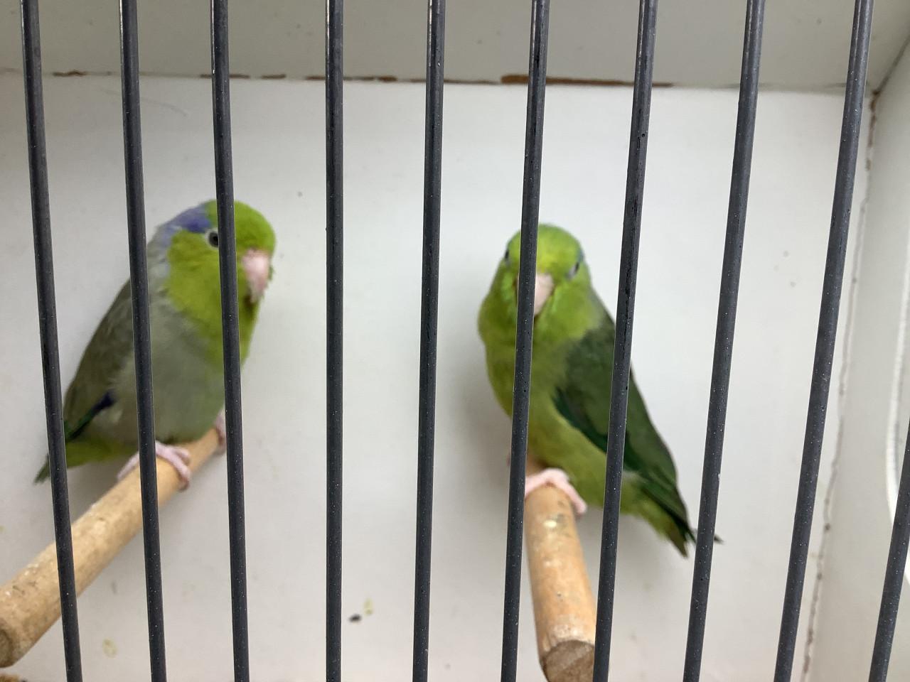 Koppel Forpus coelestis