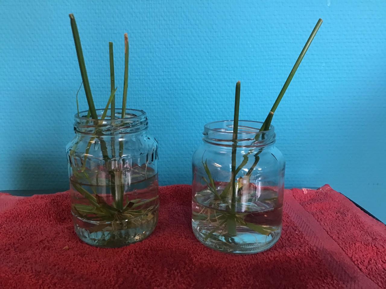 Parapluplant /waterplant