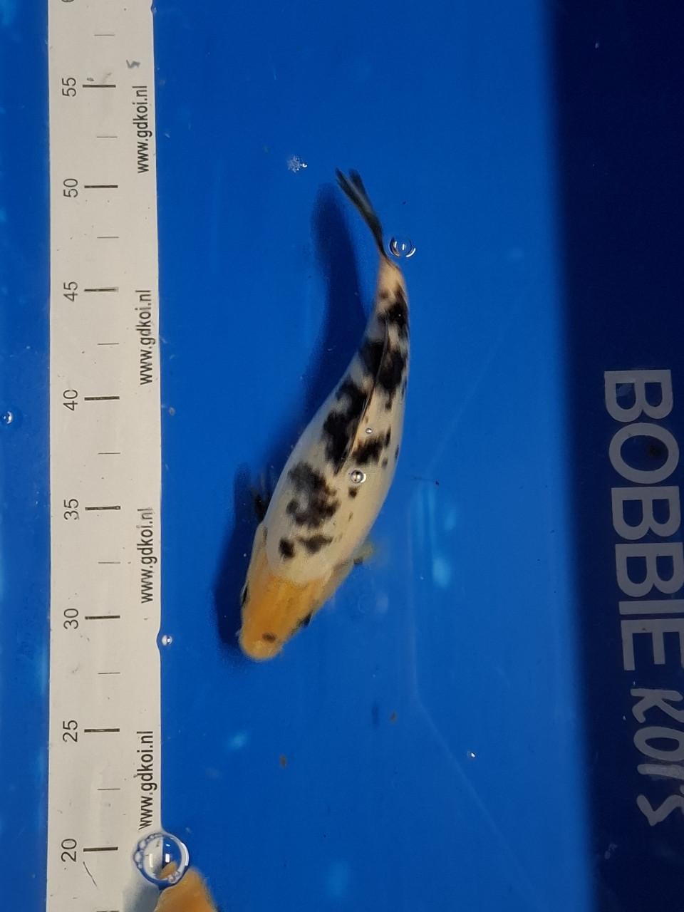 KOI KARPERS