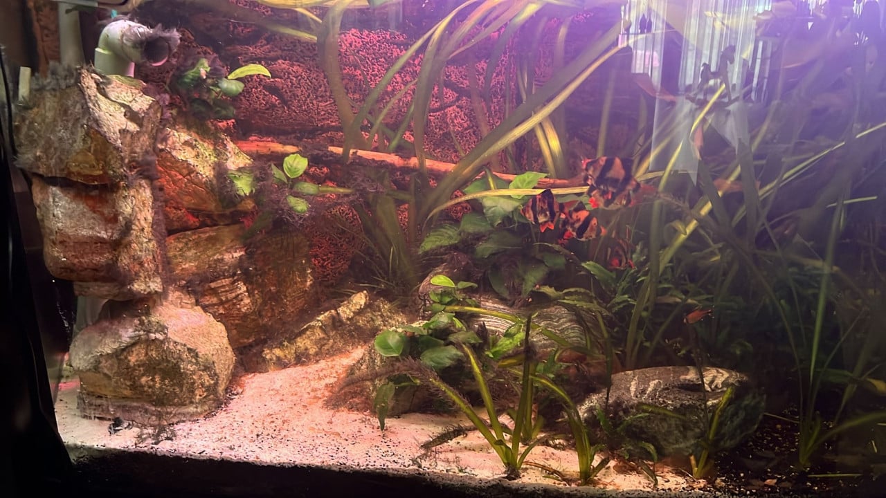 750 liter aquarium met diverse vissen