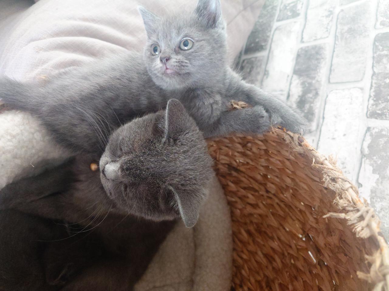 Brits korthaar X kitten Blue solid