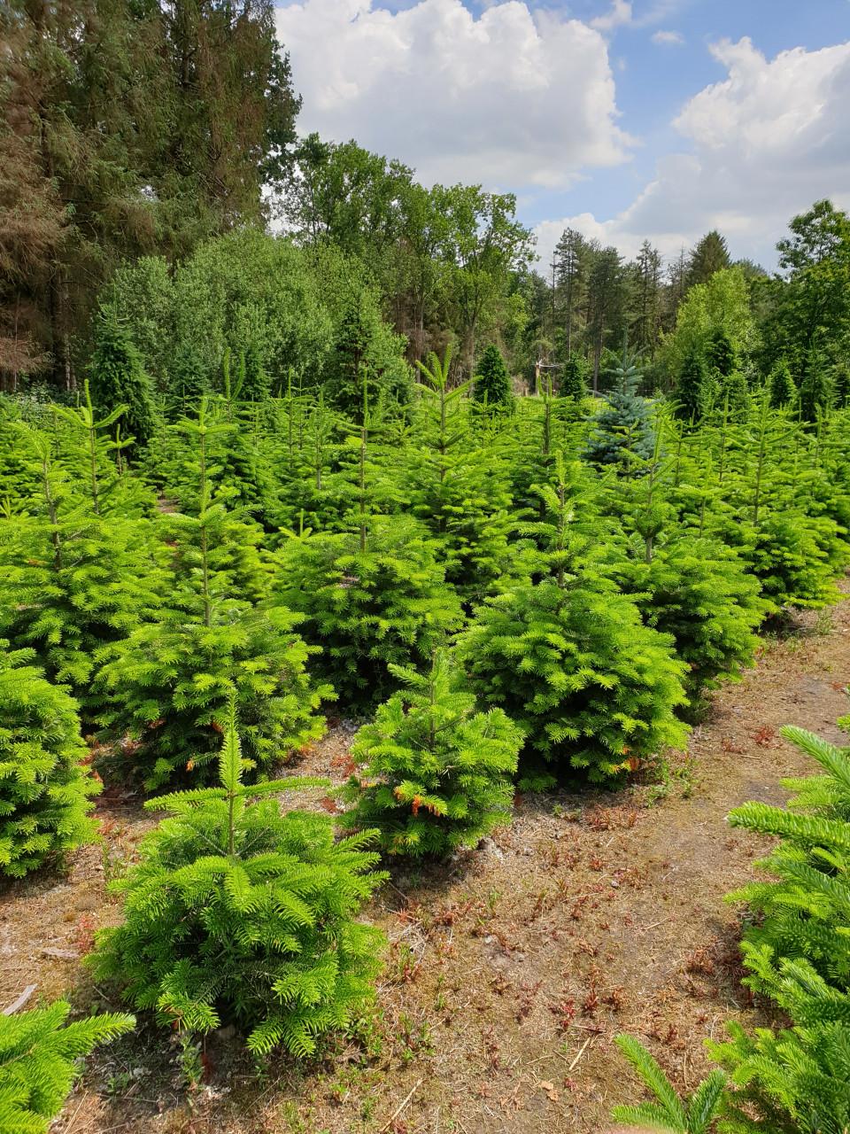 KERSTBOMEN VANAF ZATERDAG 29 NOVEMBER