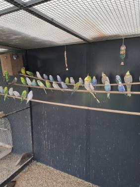Diverse kleuren jonge grasparkieten .