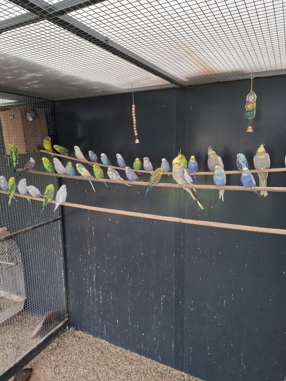 Diverse kleuren jonge grasparkieten .