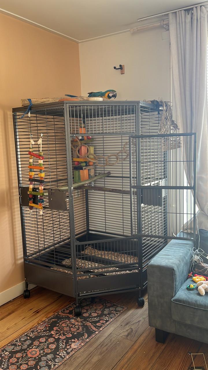 Grote Papegaaienkooi