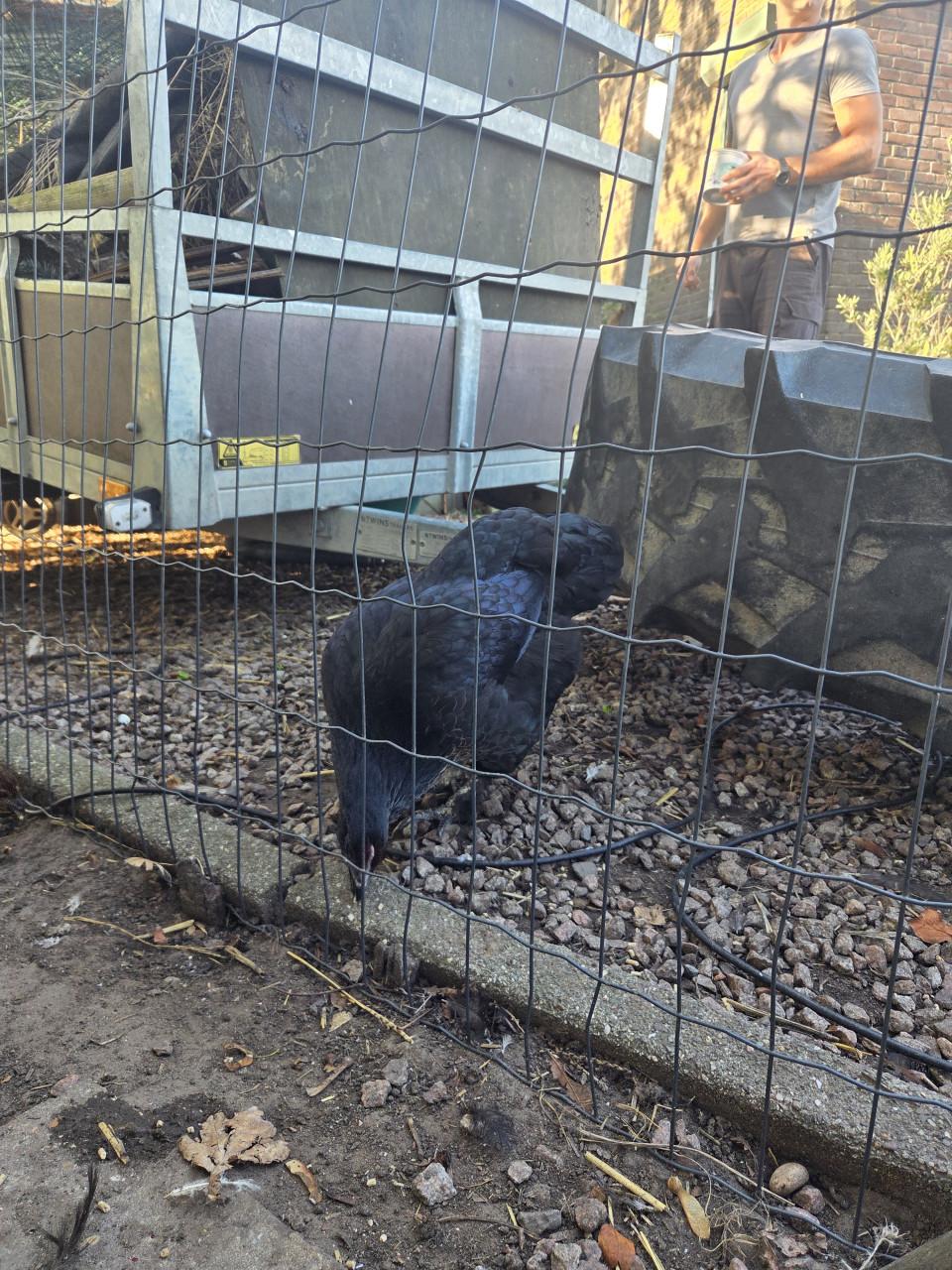 5 zwarte kippen prachtig maar hier teveel!
