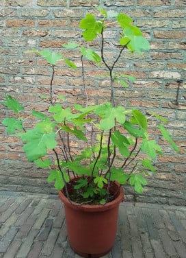 Vijgenstruik in pot.