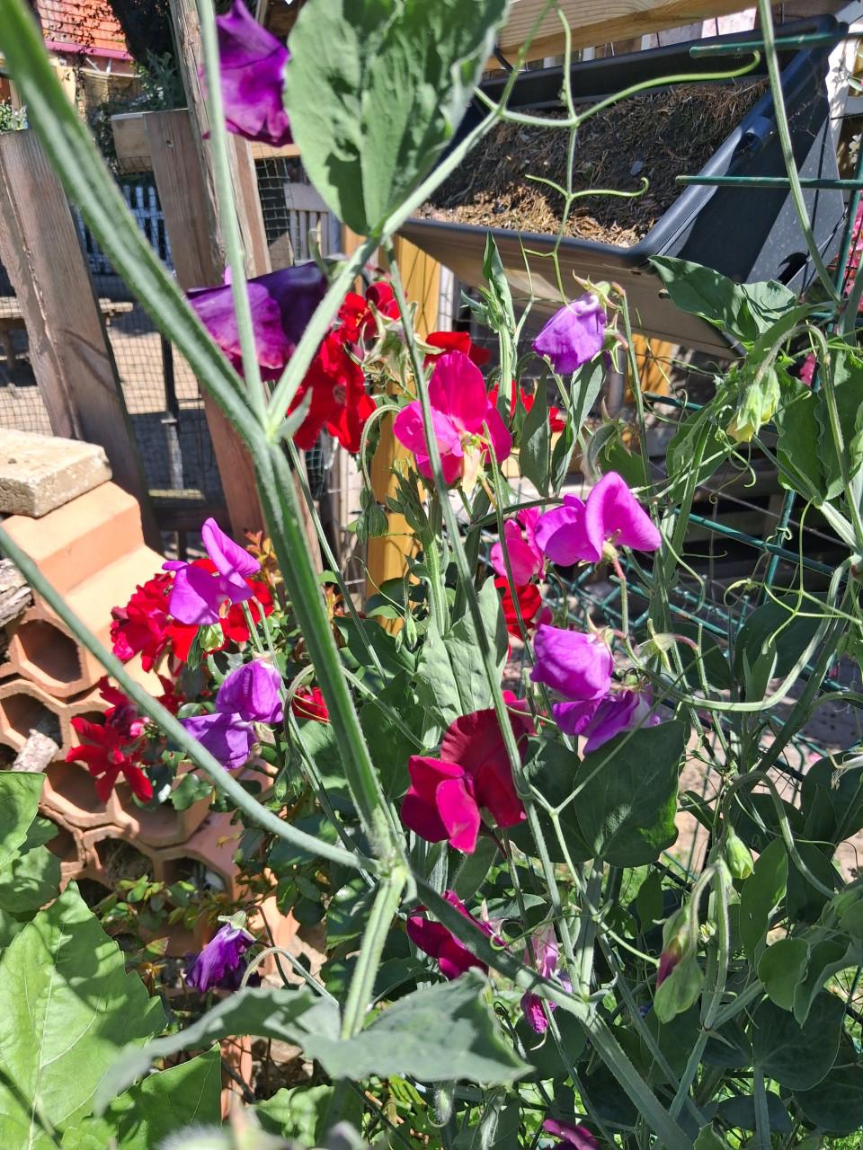 Meer dan 70 soorten Bloemenzaden Biologisch Gekweekt