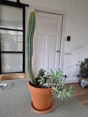 Kamerplant cactus