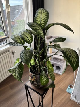 Plant
