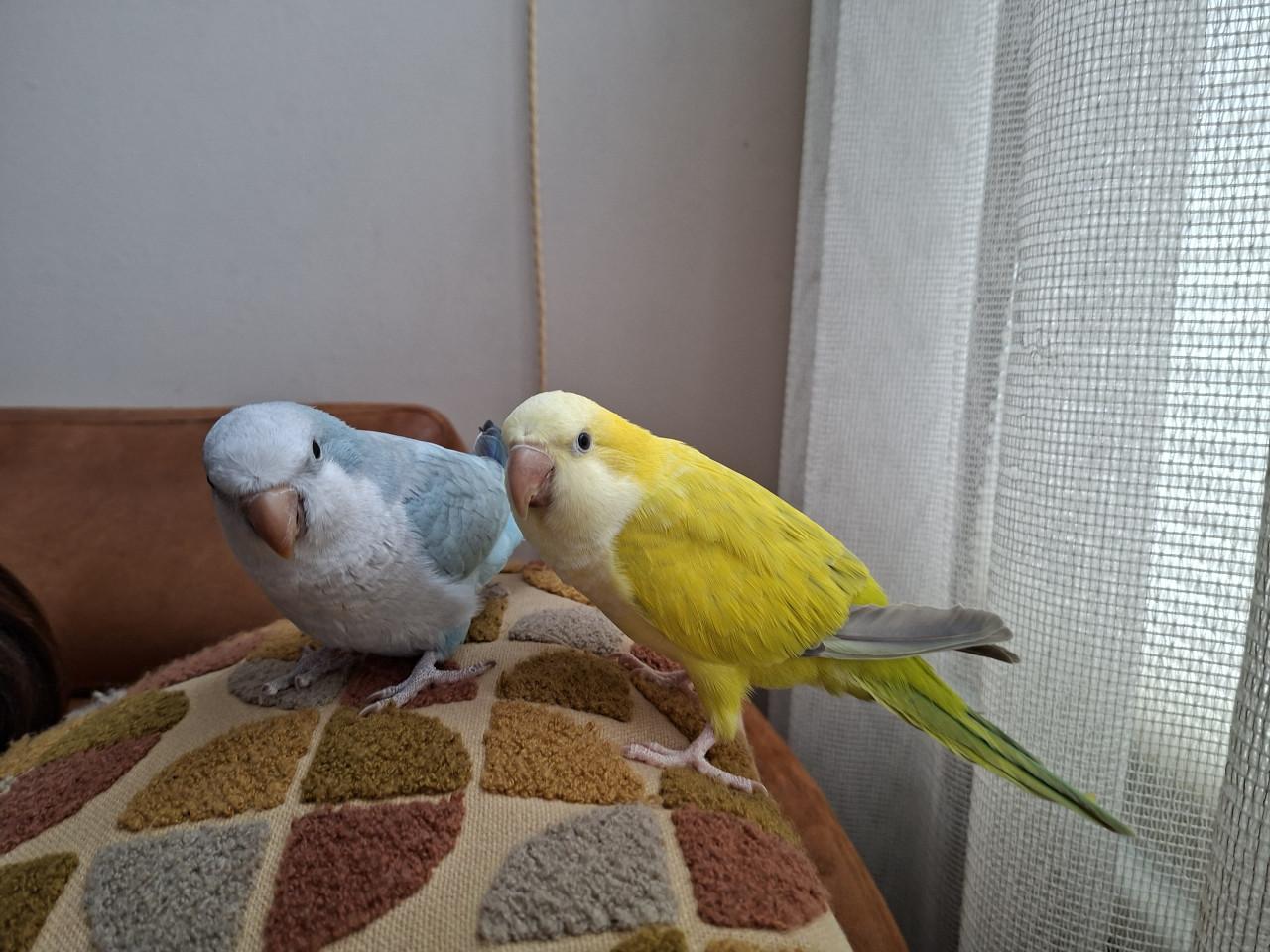 Muisparkieten  met kooi