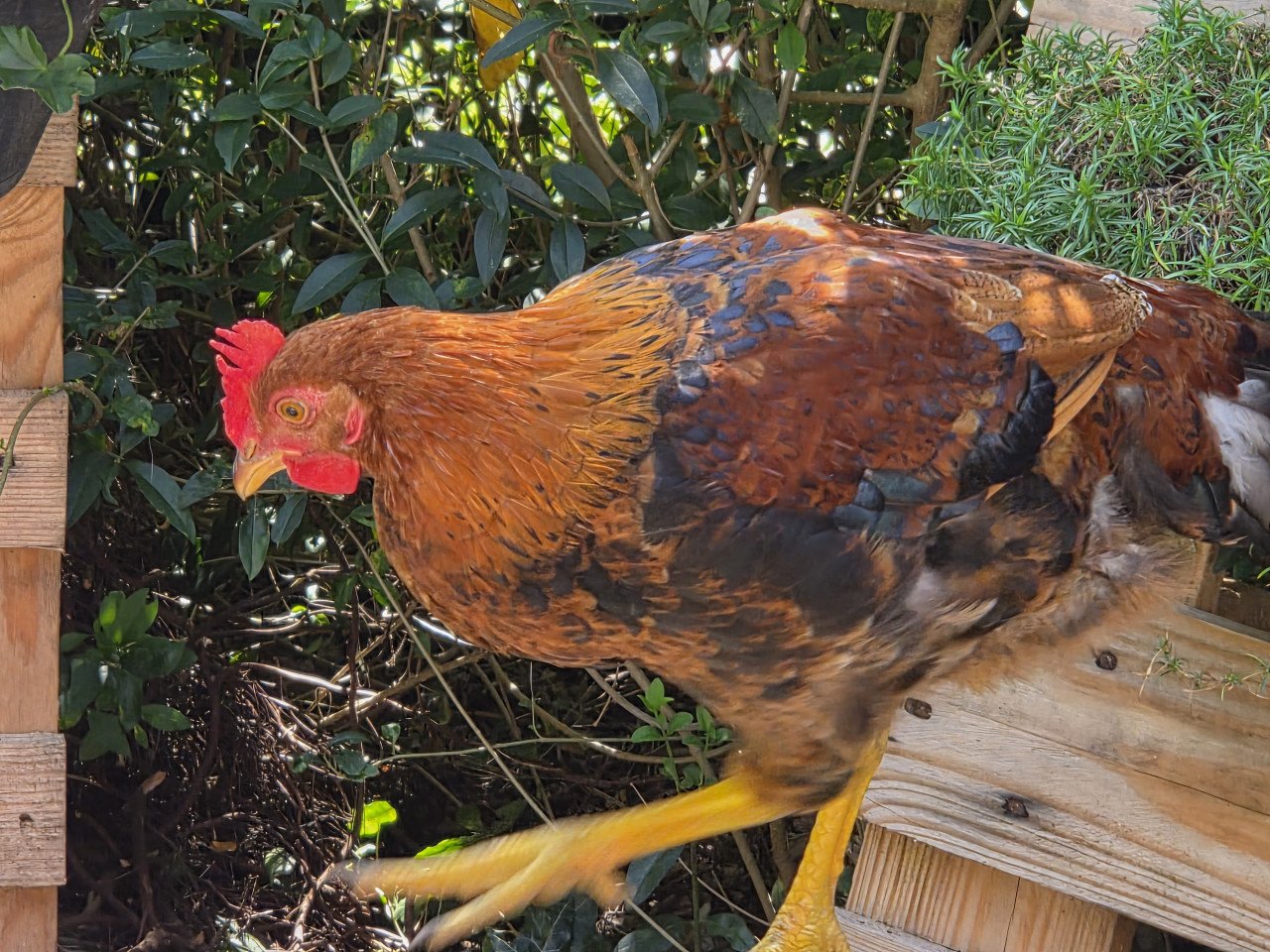 Prachtige Araucana haan