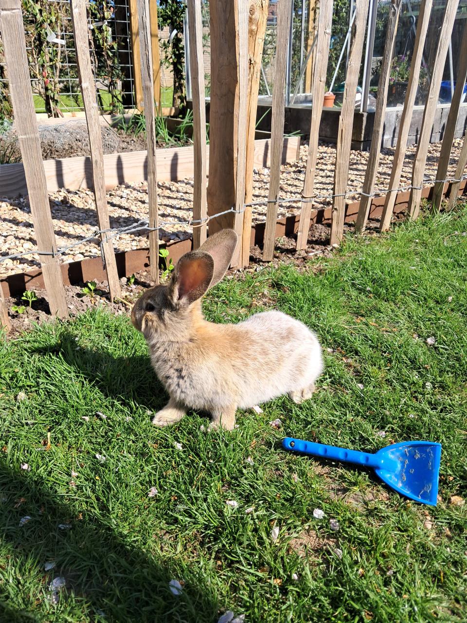 Jonge vlaamse reuzen