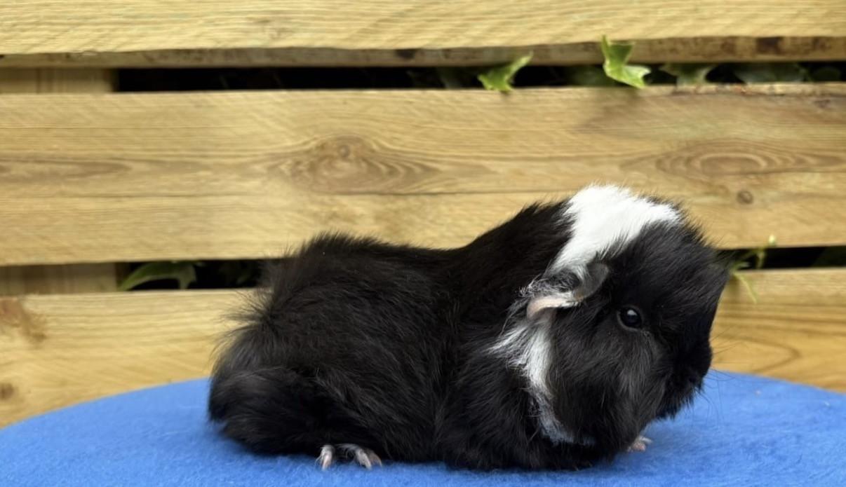 Twee superlieve cavia’s inclusief alle toebehoren