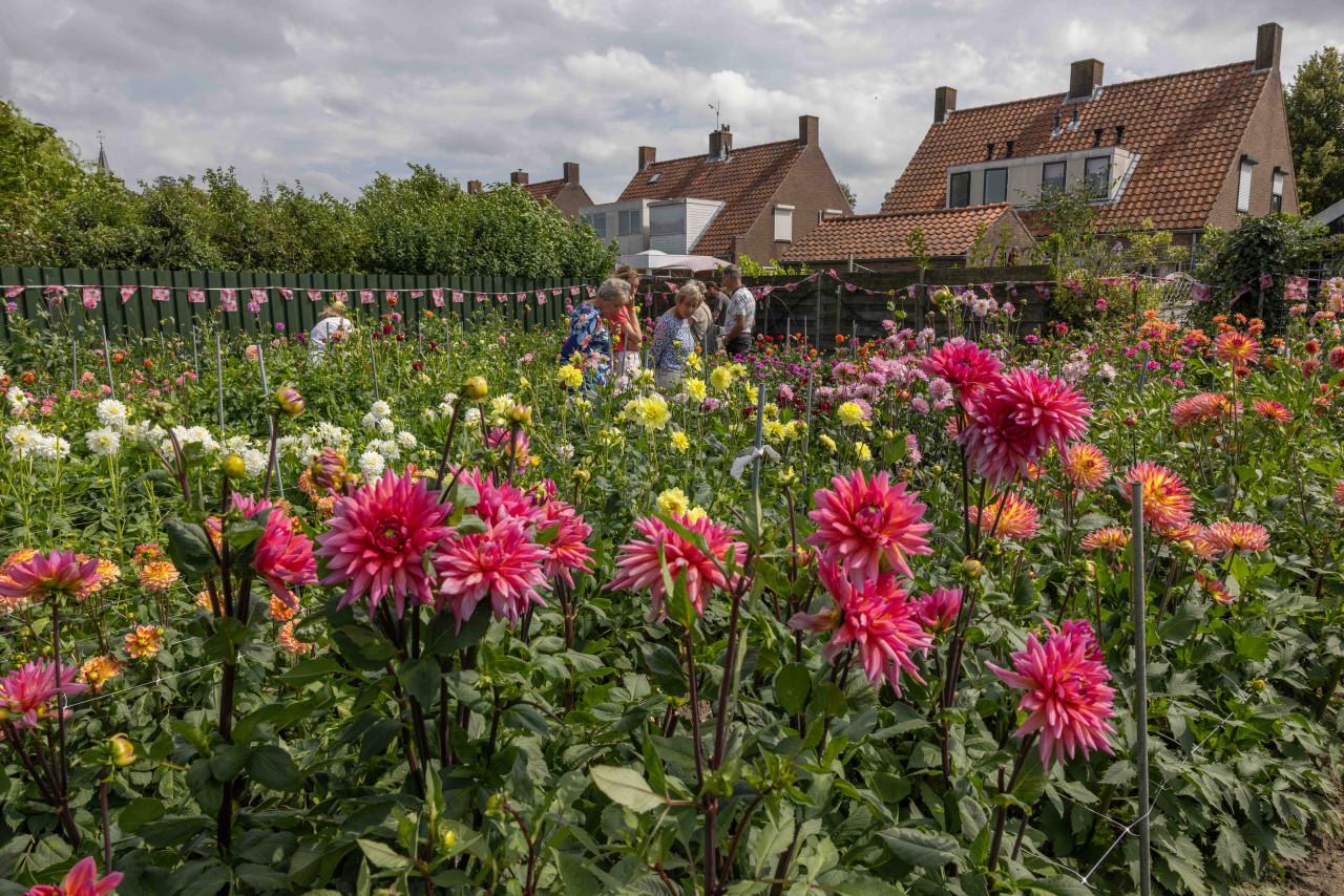 DAHLIAKNOLLEN te koop