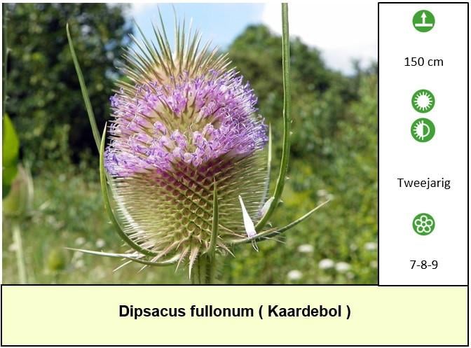 Een border inplanten met mooie en betaalbare bijen,- en vlinderplanten ?