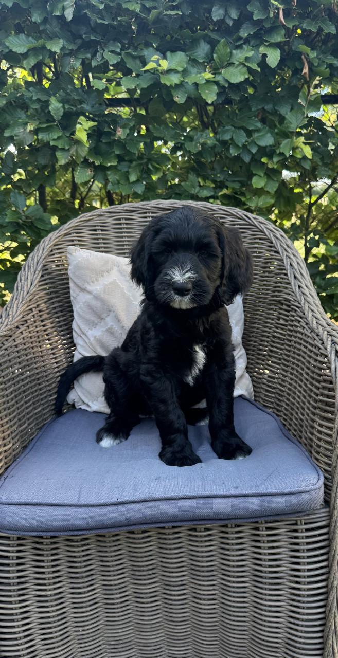 Labradoodle pups