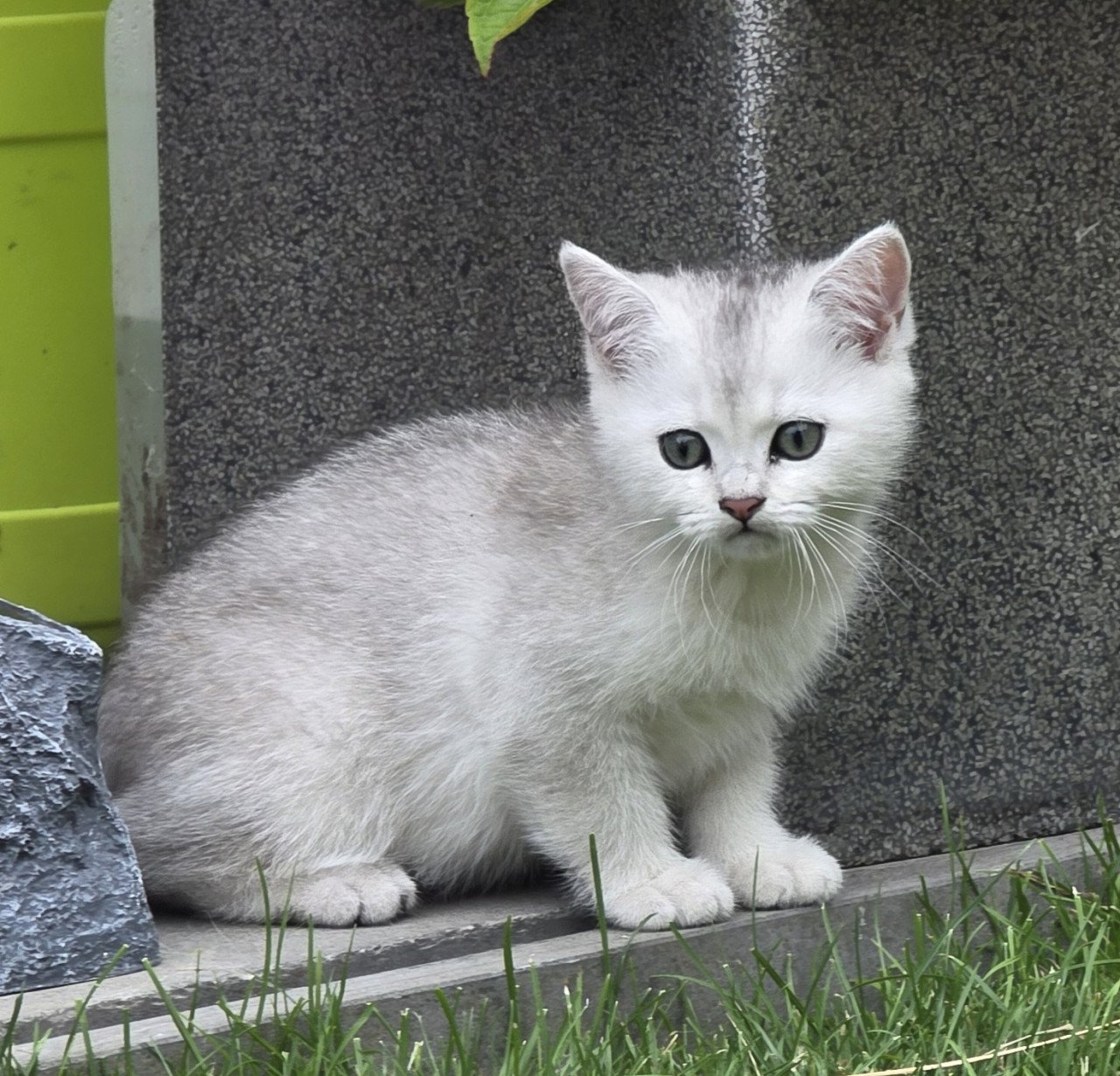 Brits korthaar Black silver shaded kitten (kater)