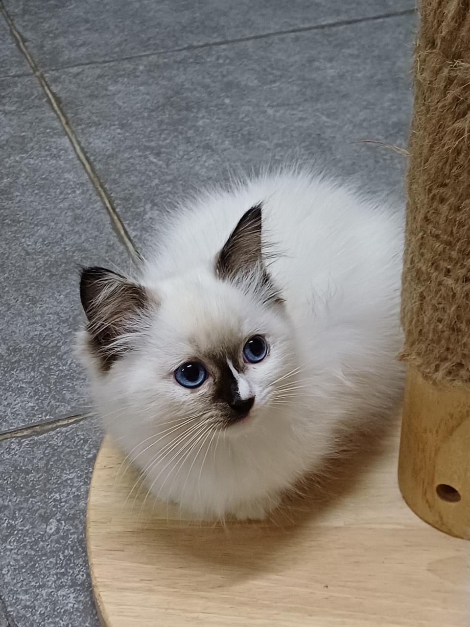 Prachtig Ragdoll poesje met stamboom mag verhuizen.