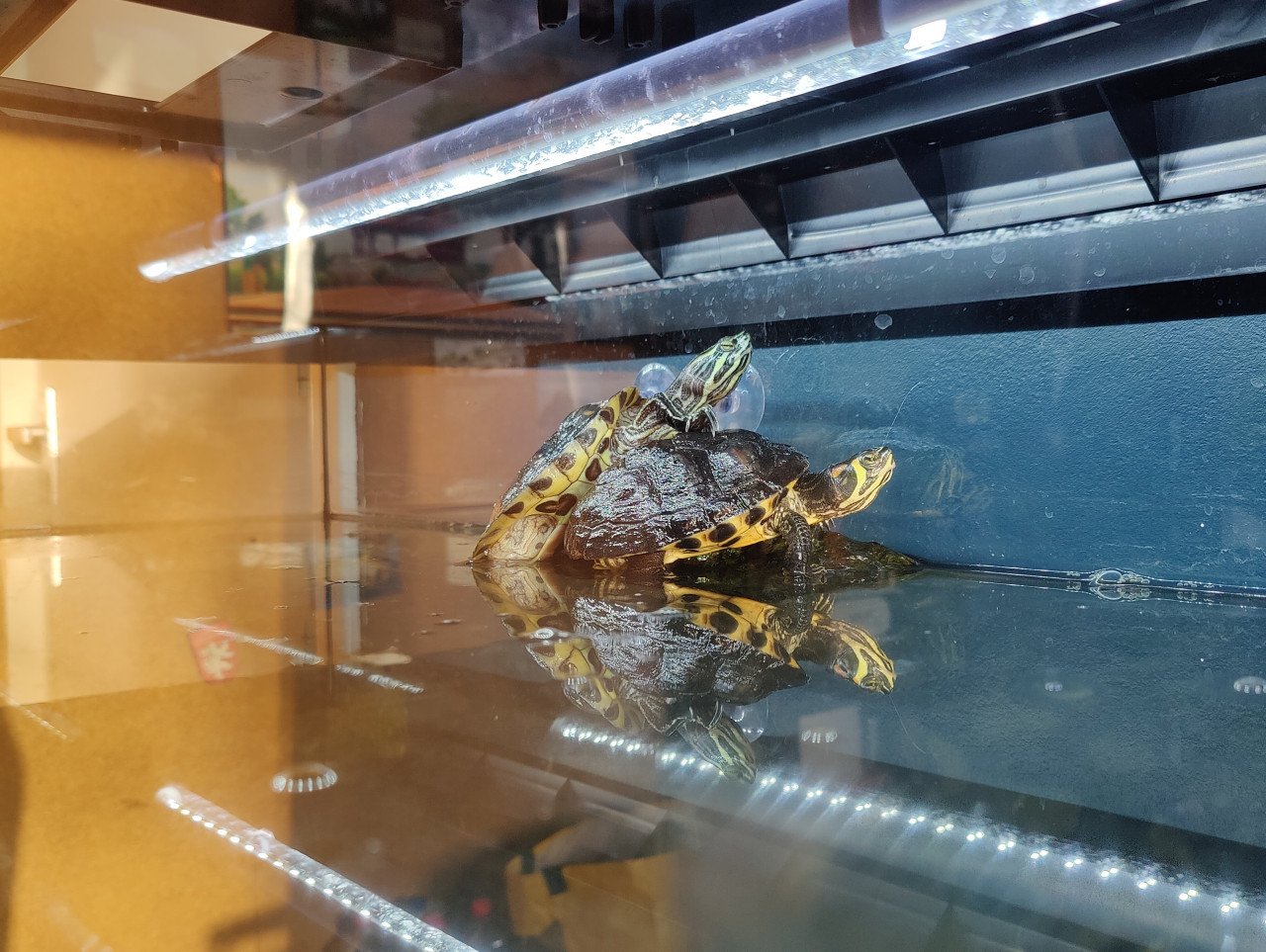 Zeer net aquarium 125L met kast en 2 schildpadden
