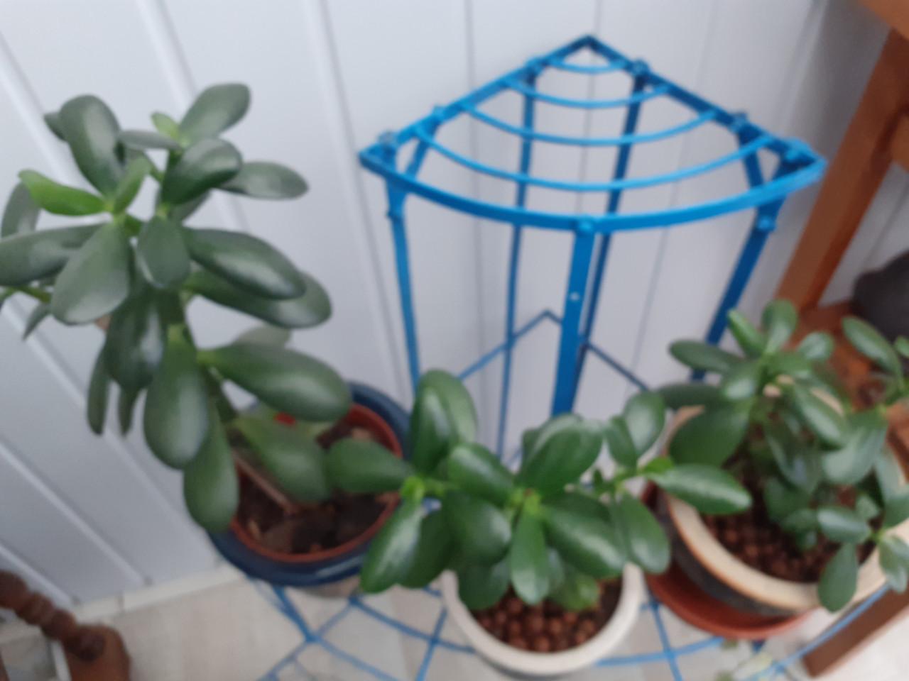 Planten