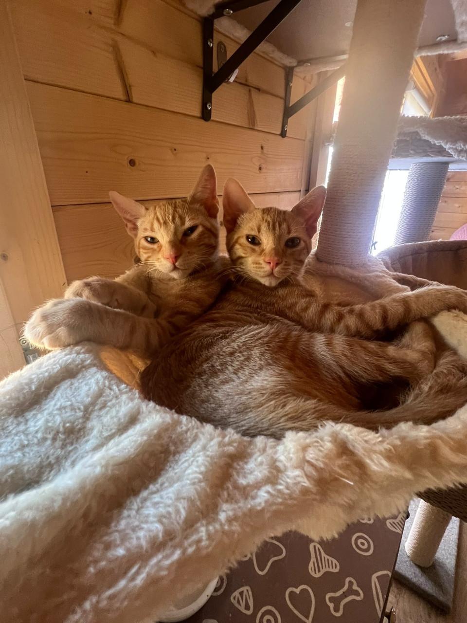 Deze lieve kittens zoeken een lief baasje!