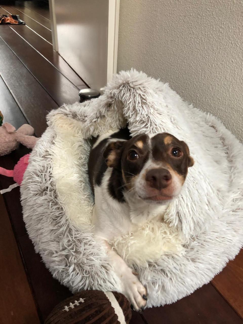 Lieve Jack Russel zoekt nieuw thuis