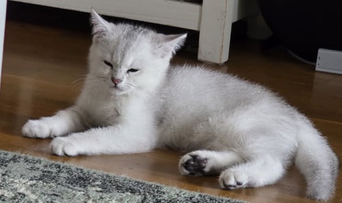Brits korthaar Black silver shaded kitten