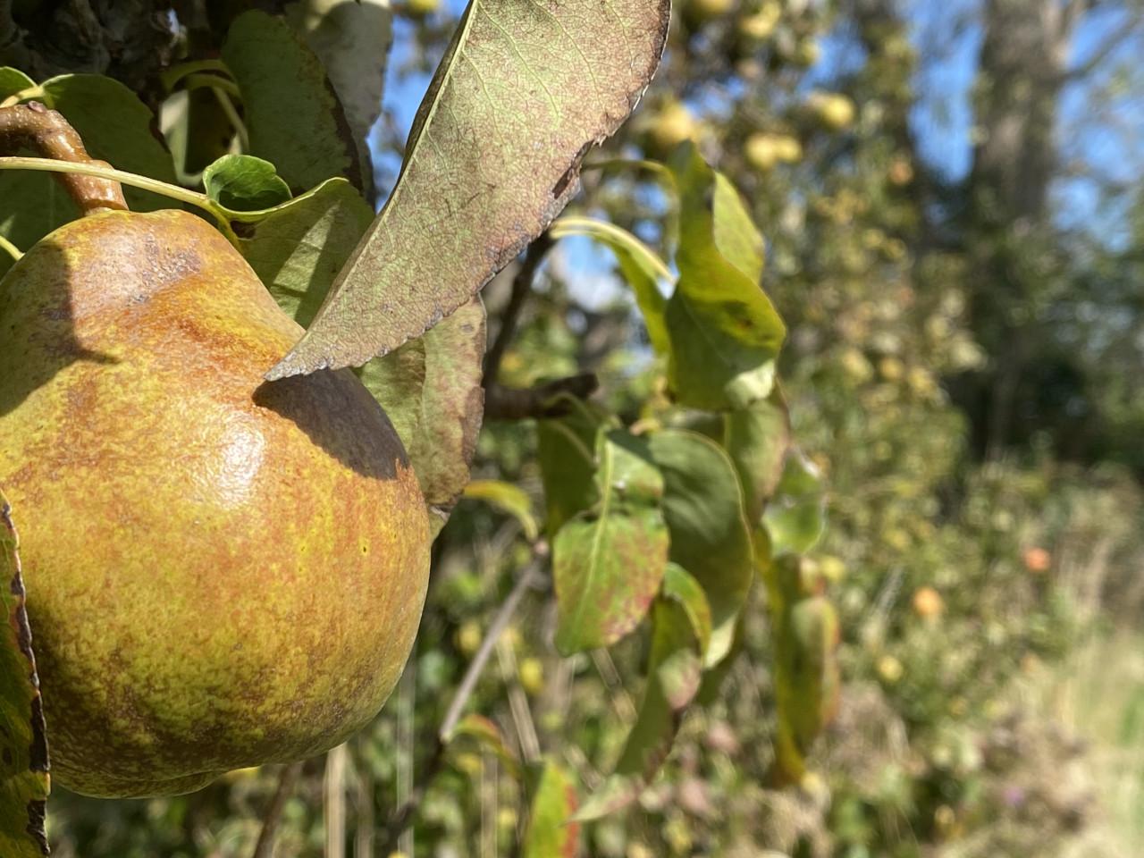 Kom vandaag zelf biologische peren plukken in Kattendijke