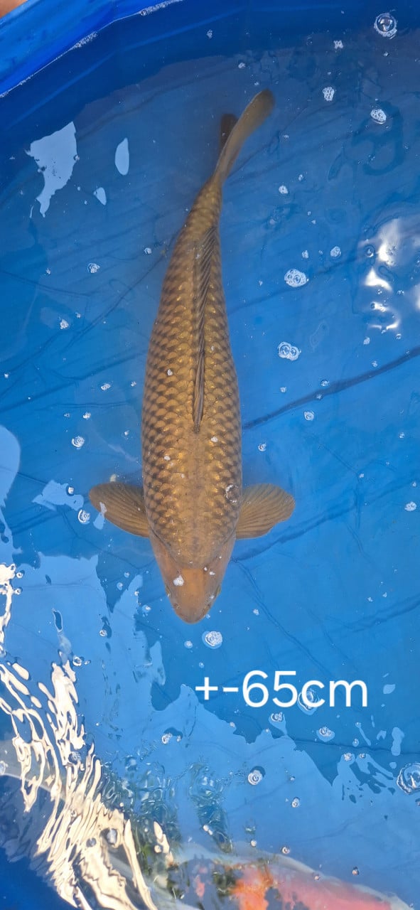 Koi.