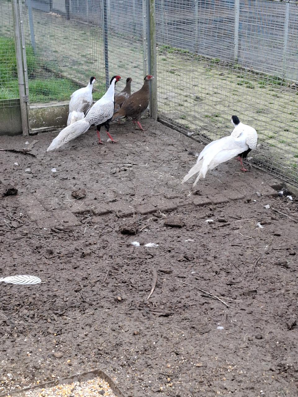 Diverse soorten fazanten