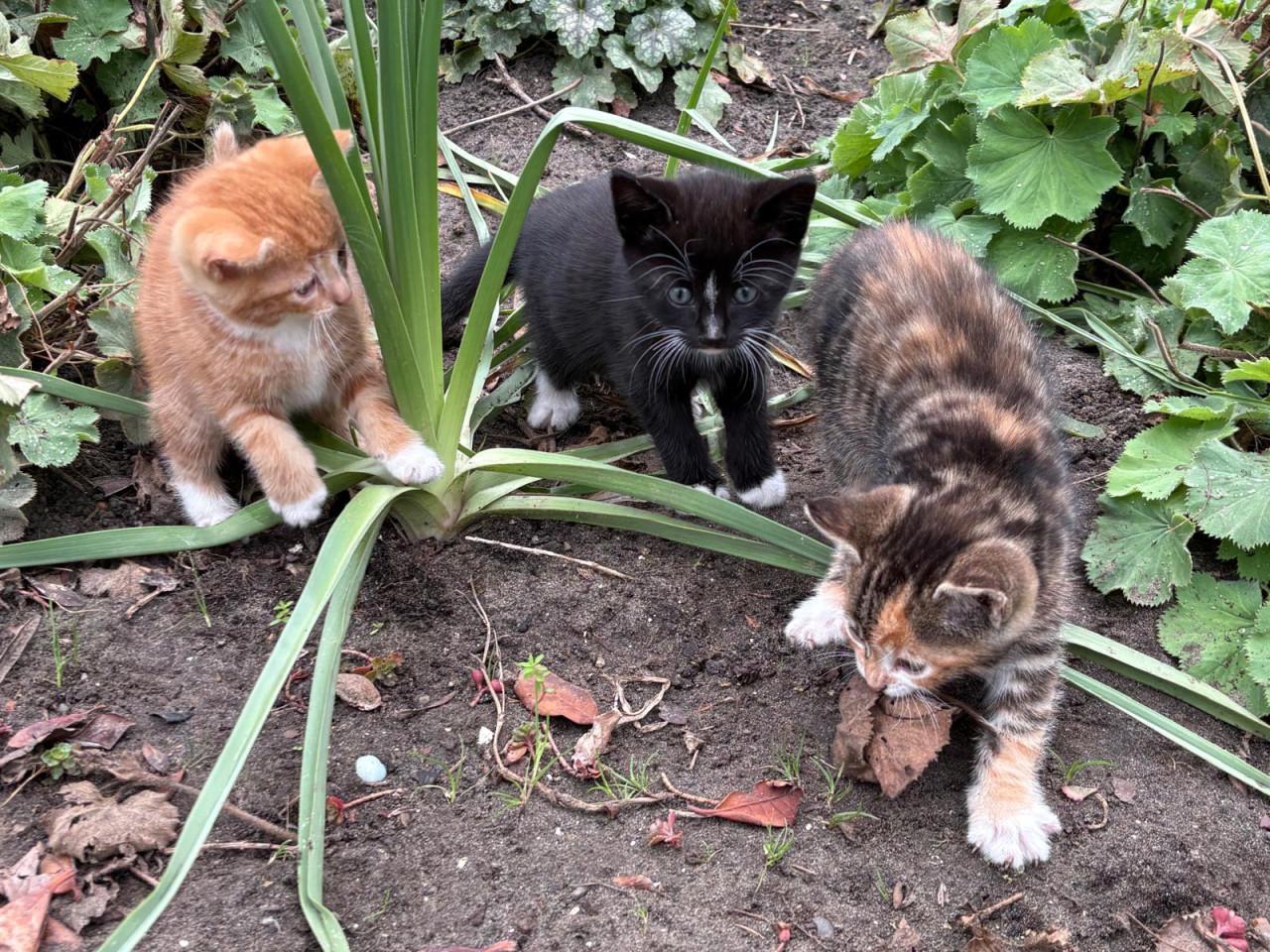 Kittens