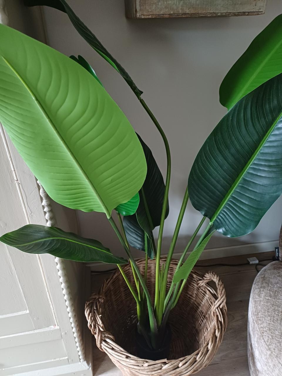 Grote kunst Strelitzia