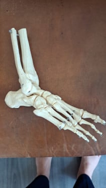 Anatomie voet- enkelmodel