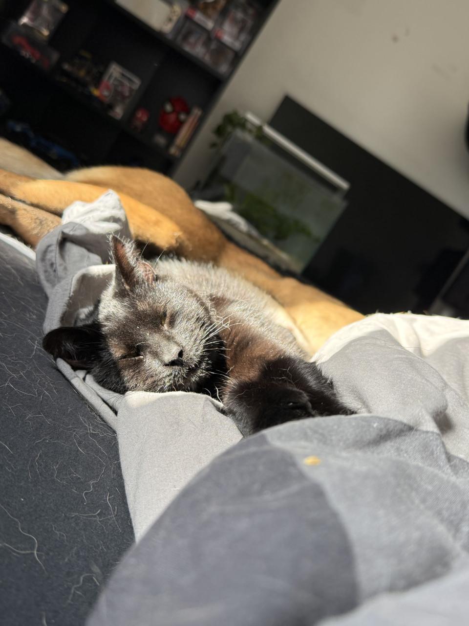 Binx 8 maanden zoekt gouden mand