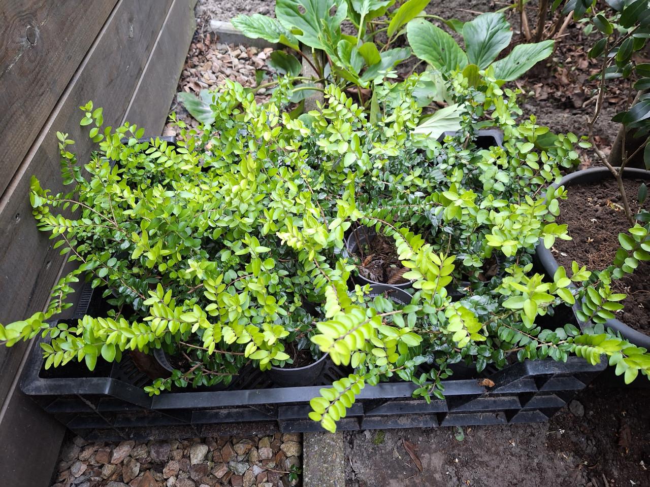 Lonicera ( struikkamperfoelie)