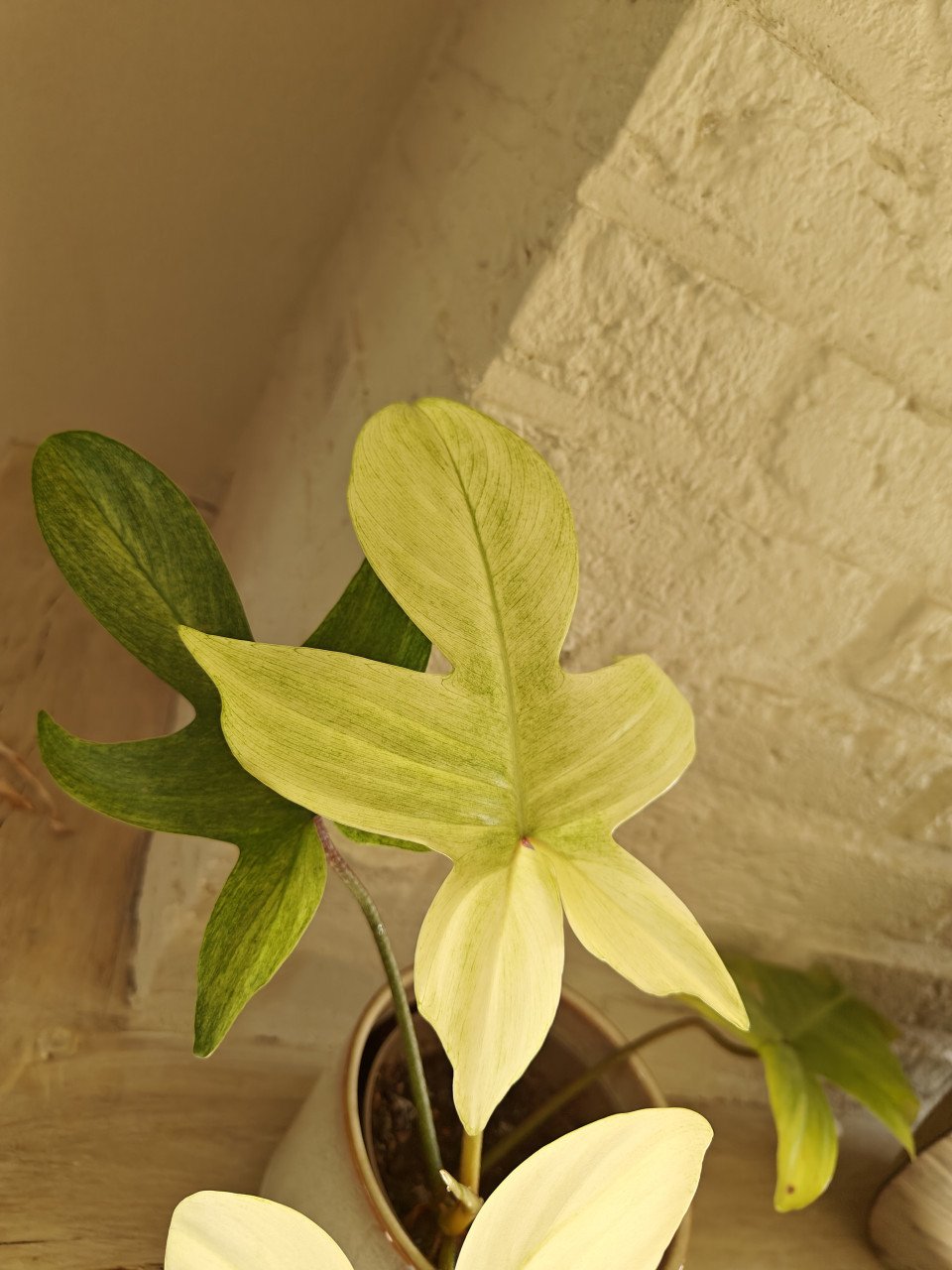 Kamerplant Philodendron Florida ghost plant