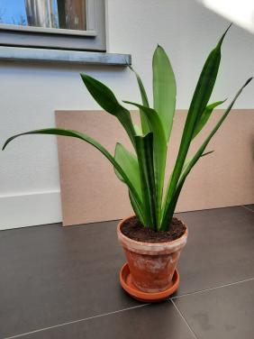 Sansevieria - binnenplant