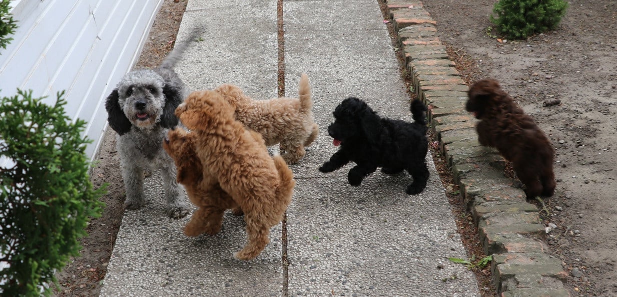 Dwerg doodle pups beschikbaar
