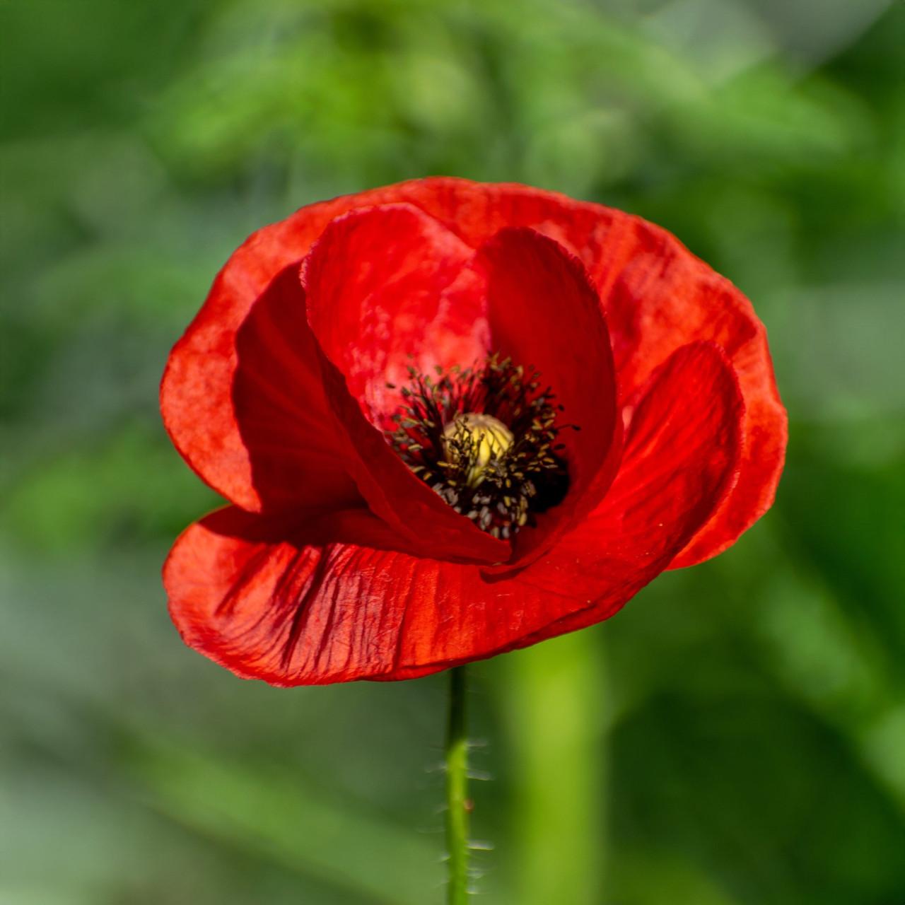 Zaden Klaproos - Papaver Rhoeas BIO