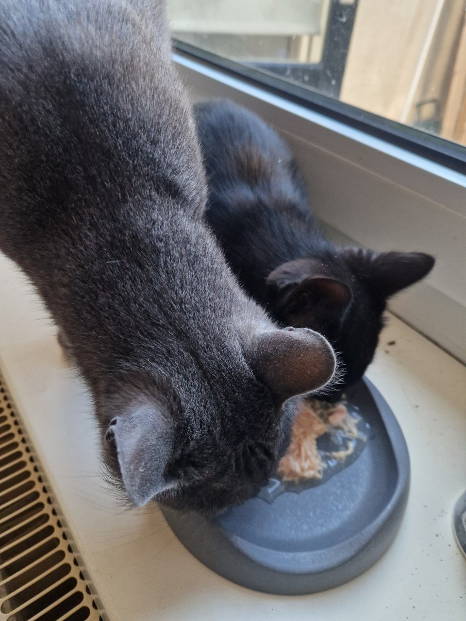 Knuffelige zwarte kitten. Nog eentje over