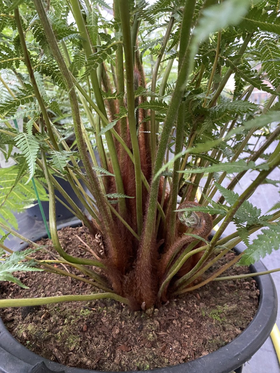Dicksonia Antarctica | Boomvaren 35 liter pot