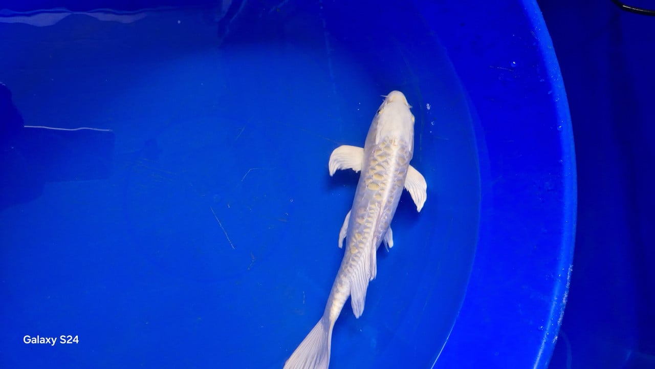 Japanse koi 30-40cm
