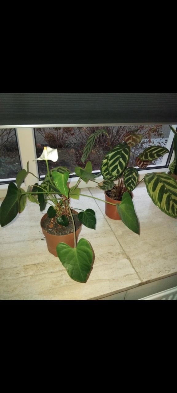 Calathea en Anthurium