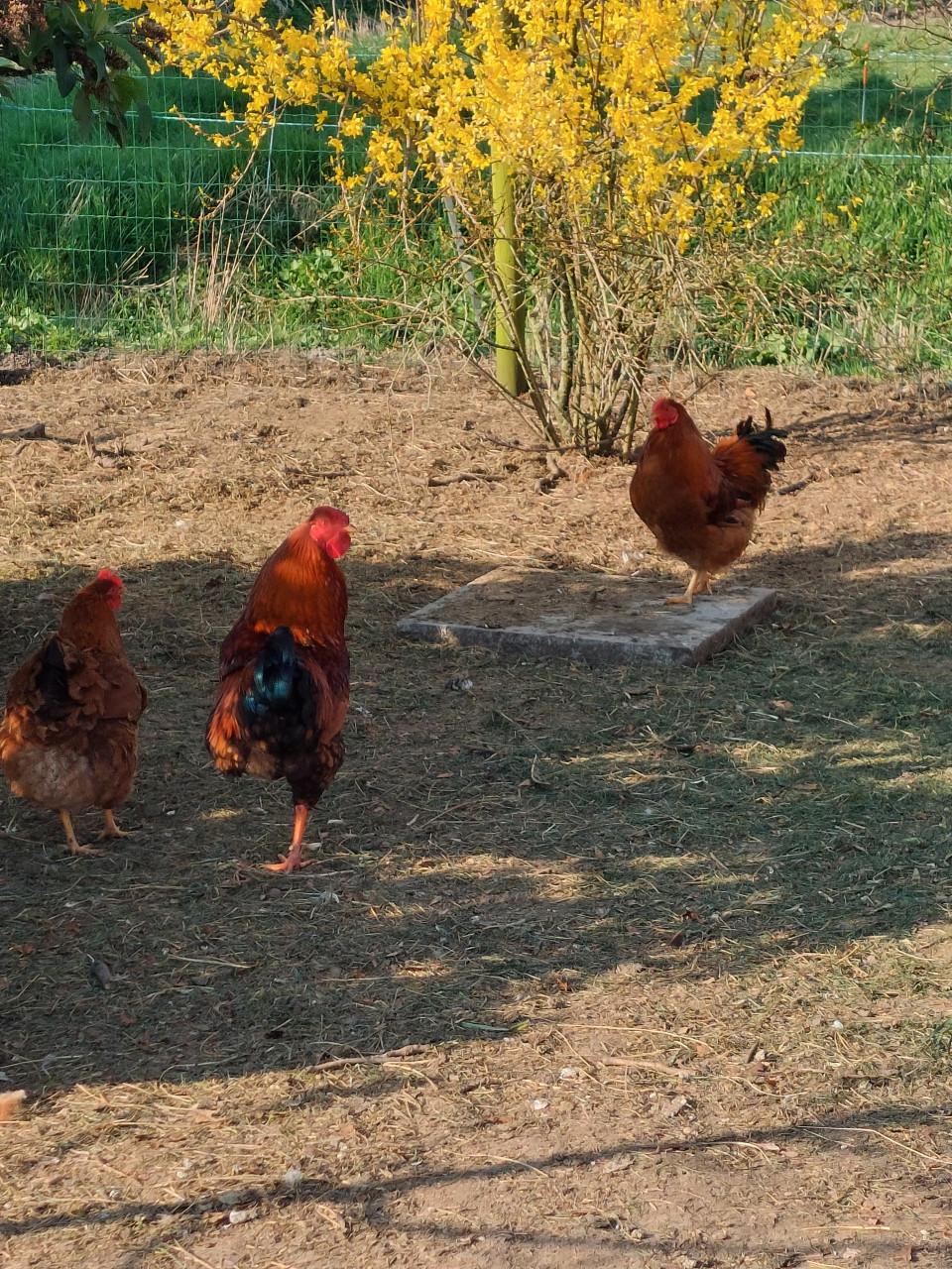 Mooie haan/ niet voor in de pan