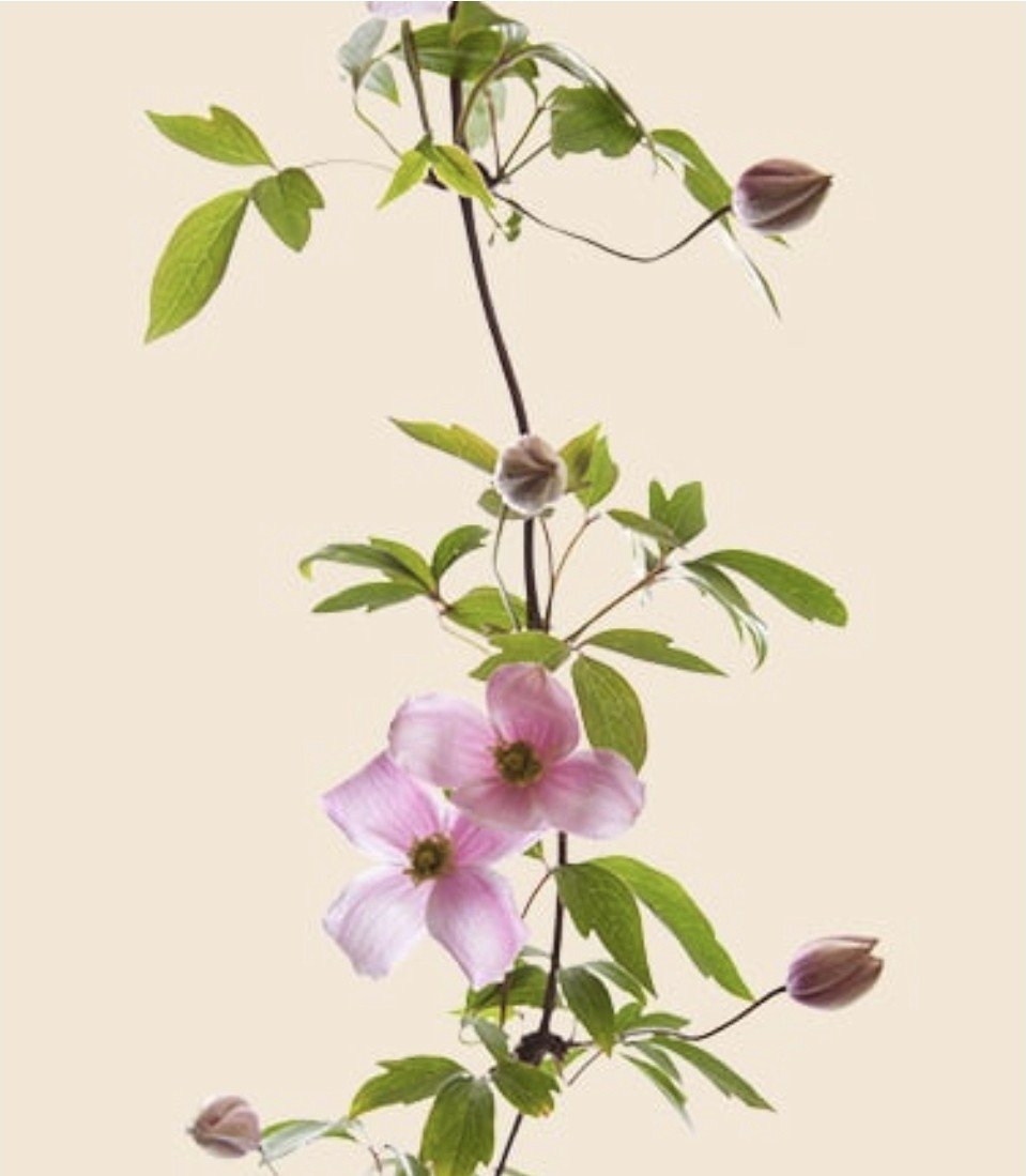 Allerlei bloemen
