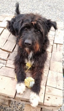 Hond zoekt baasje